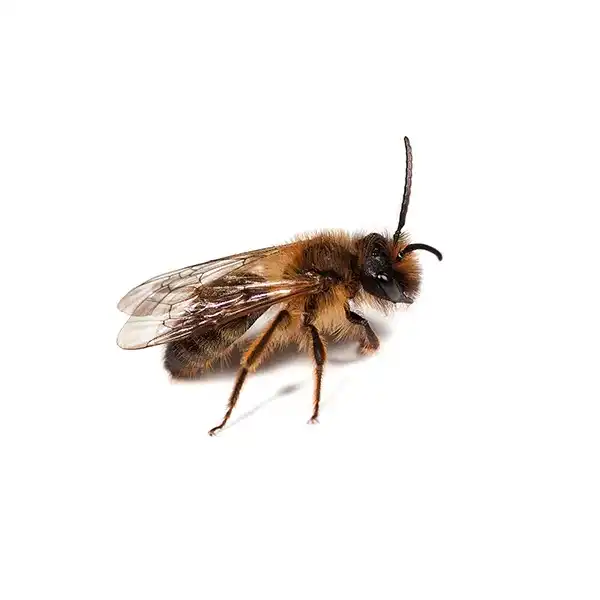 Mining bee on a white background - Keep pests away from your home with Bug Out in Lubbock, TX