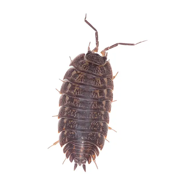 Pillbug on a white background - Keep pests away from your home with Bug Out in Lubbock, TX