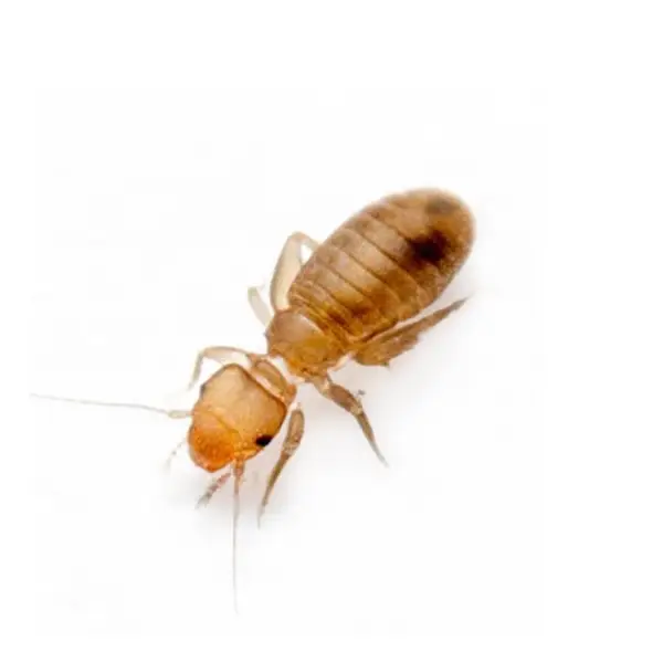 Psocid on a white background - Keep pests away from your home with Bug Out in Lubbock, TX