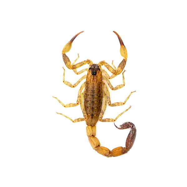 Scorpion on a white background - Keep pests away from your home with Bug Out in Lubbock, TX