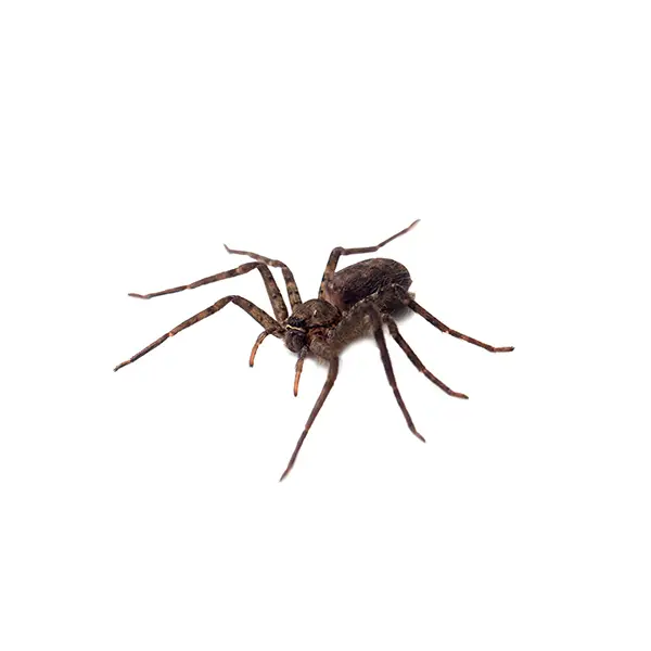 Spider on a white background - Keep pests away from your home with Bug Out in Lubbock, TX
