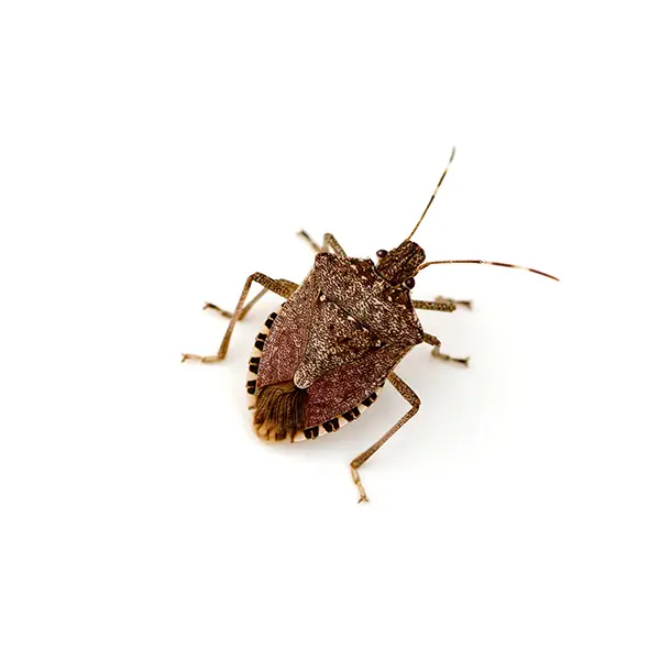 Stinkbug on a white background -Keep pests away from your home with Bug Out in Lubbock, TX
