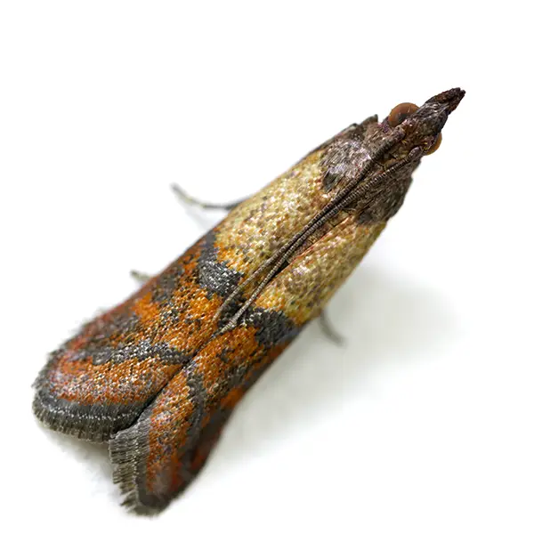 Stored product moth on a white background - Keep pests away from your home with Bug Out in Lubbock, TX
