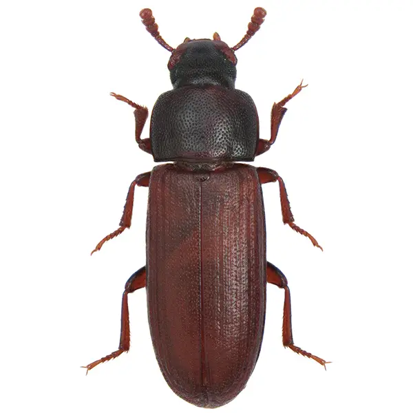 Stored product beetle on a white background - Keep pests away from your home with Bug Out in Lubbock, TX