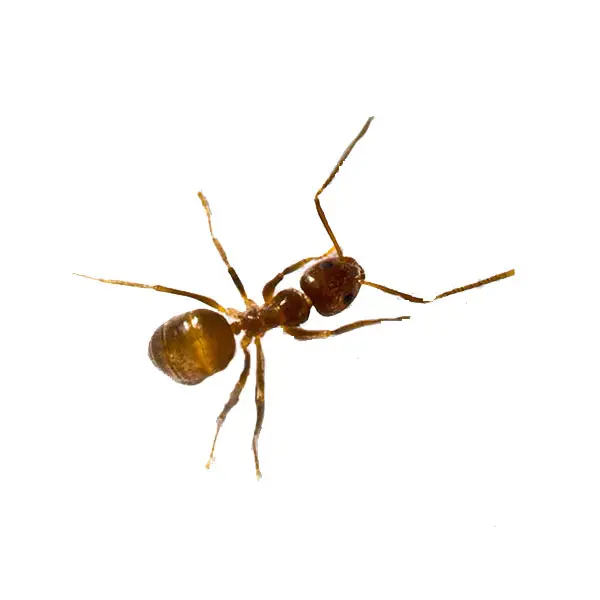 Tawny crazy ant on a white background -Keep pests away from your home with Bug Out in Lubbock, TX