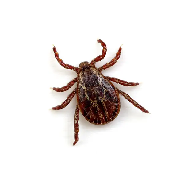 Tick on a white background - Keep pests away from your home with Bug Out in Lubbock, TX