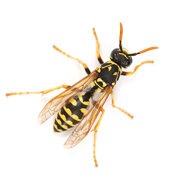 Wasp on a white background - Keep pests away from your home with Bug Out in Lubbock, TX
