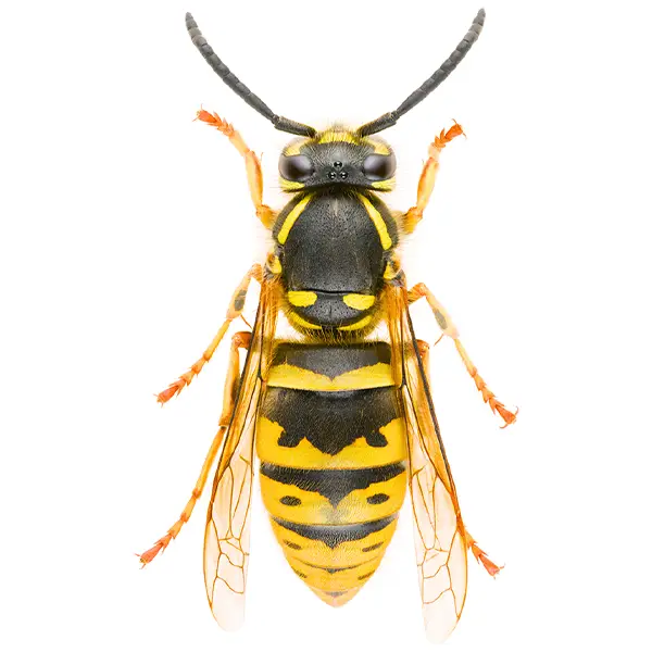 Yellowjacket on a white background - Keep pests away from your home with Bug Out in Lubbock, TX