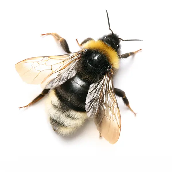 Bumblebee on a white background - Keep pests away from your home with Bug Out in Lubbock, TX