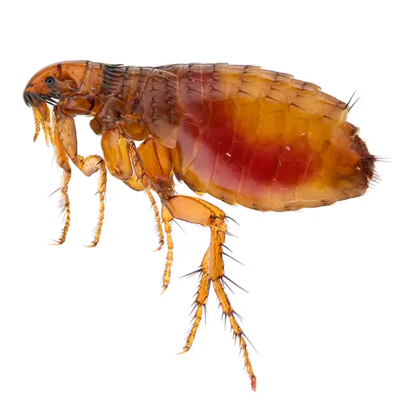 Flea on a white background - Keep pests away from your home with Bug Out in Lubbock, TX