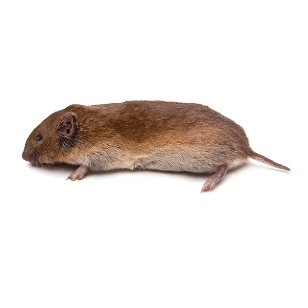 Vole on a white background - Keep pests away from your home with Bug Out in Lubbock, TX