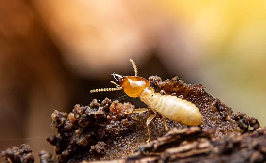 A termite standing on wood closeup - don't let termites destroy your home with Bug Out in Lubbock, Texas