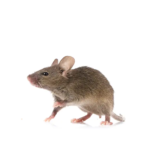 Gray rat on a white background - Keep pests away from your home with Bug Out in Lubbock, TX