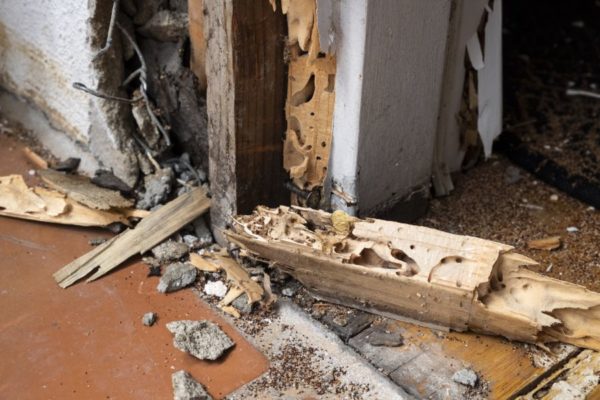 Termite damage in doorframe