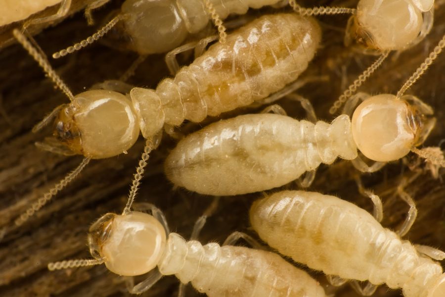 Close up of termites