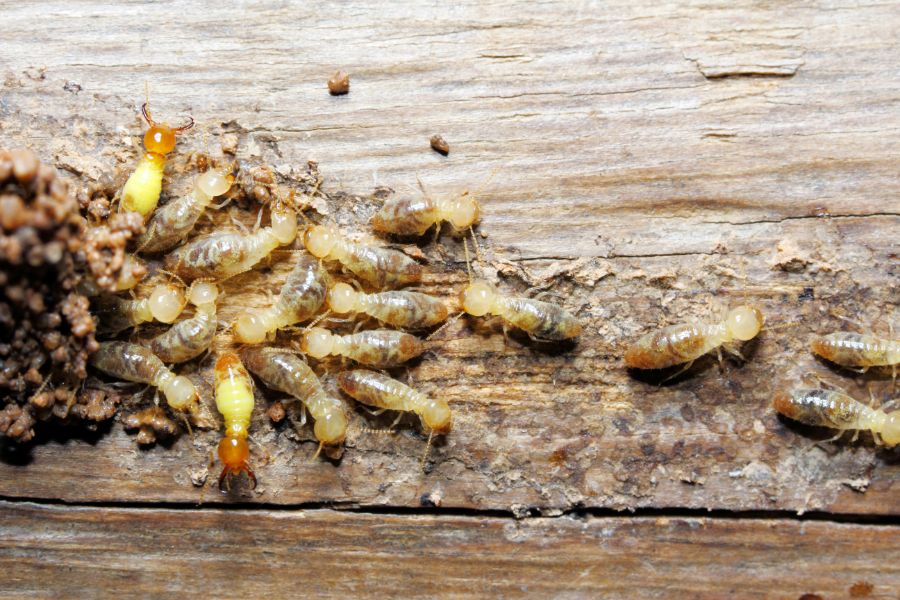 Swarm of termites on wood
