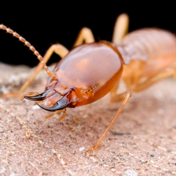 Termite hand up close