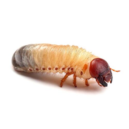 White Grub (Beetle Larvae) Identification & Info Bug Out Pest Control