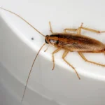 Adult German Cockroach crawling on the edge of a toilet. Contact Bug Out to get rid of cockroaches and other unwanted pests.