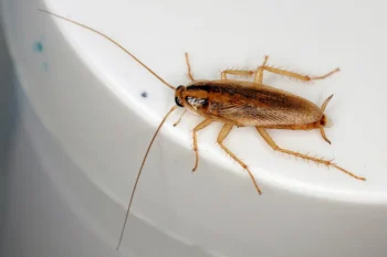Adult German Cockroach crawling on the edge of a toilet. Contact Bug Out to get rid of cockroaches and other unwanted pests.