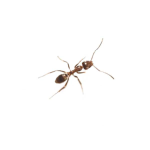 Argentine Ant up close white background