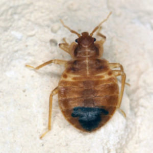 Bed Bug identification up close white background
