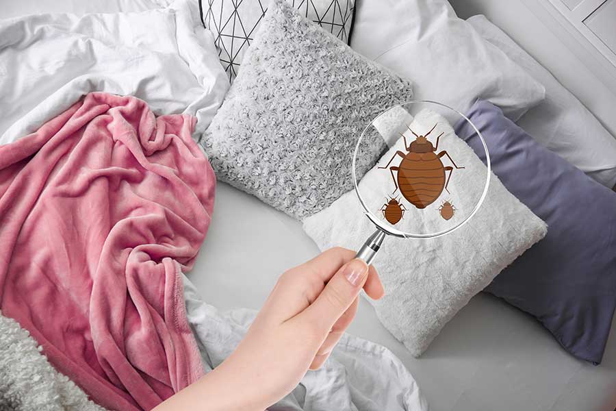 Cartoon bed bugs seen on pillows through magnifying glass