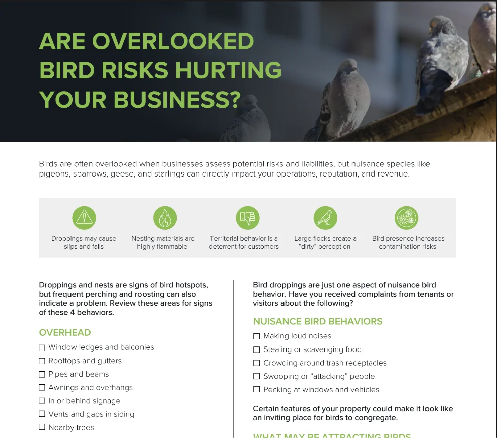Are  Overlooked Bird Risks Hurting Your Business?