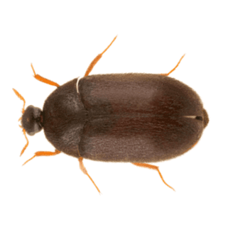 Black Carpet Beetle up close white background