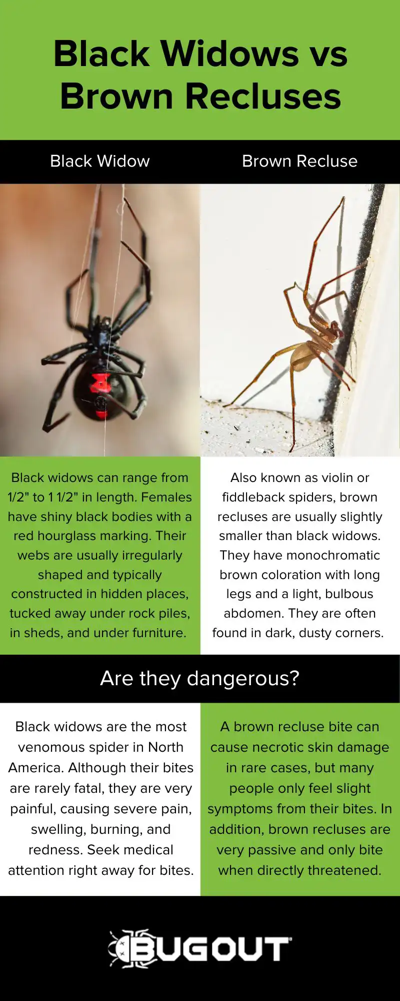 Black widow extermination services in Lubbock, TX