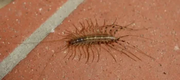 Centipede crawling on a brick floor