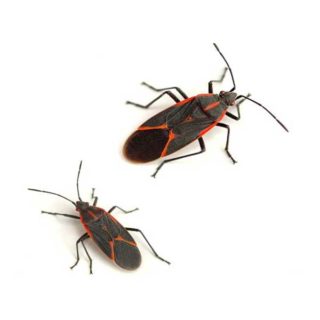 Boxelder Bugs up close white background