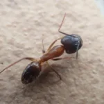 Carpenter ant on tile floor. Contact the pest control experts at Bug Out to protect your home or business from carpenter ants this spring.