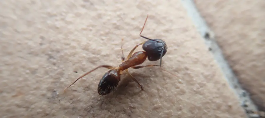 Carpenter ant on tile floor. Contact the pest control experts at Bug Out to protect your home or business from carpenter ants this spring.