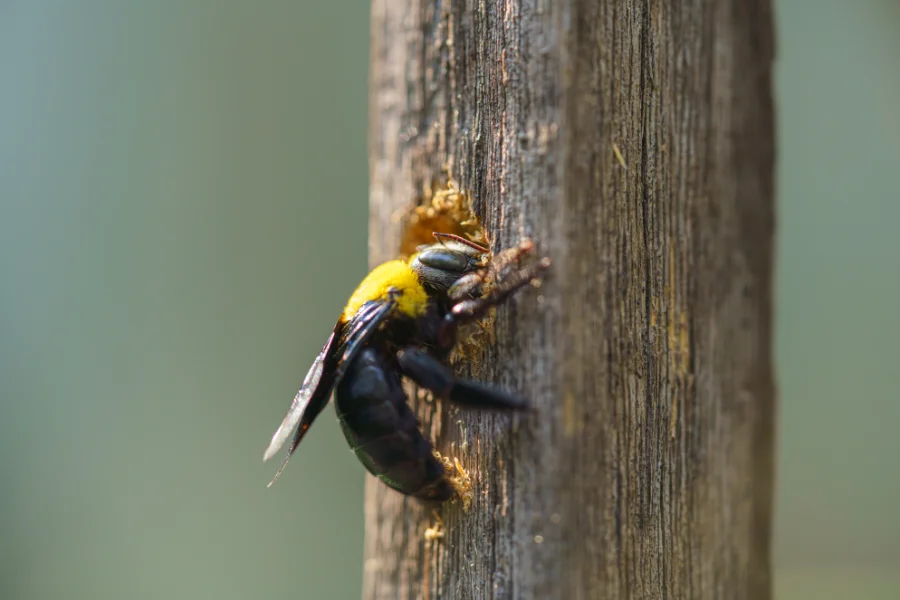 A carpenter bee chewing a hole through a wooden post