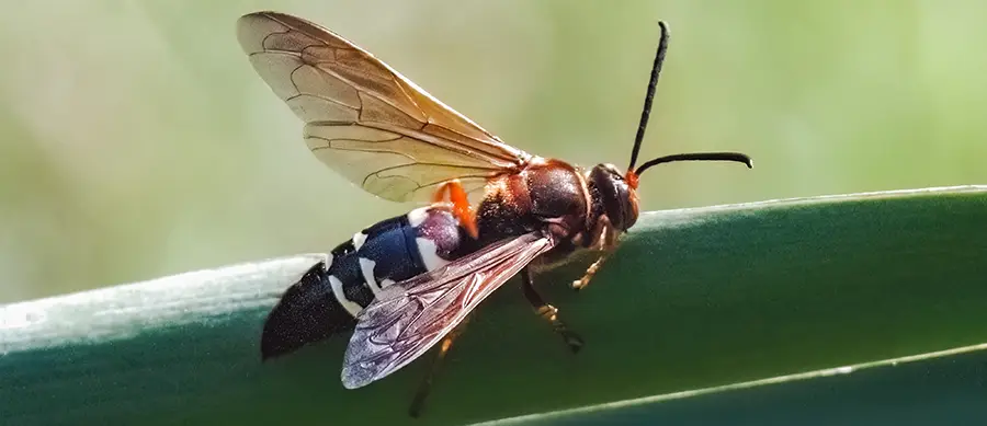 A side view of a cicada killer wasp perched on a leaf with the sun shining on it. Cicada killer wasps generally aren’t a threat to people, but can still be removed with wasp control services from Bug Out.