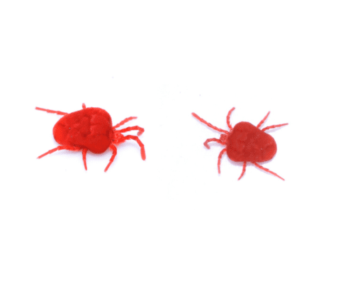 Clover Mites up close white background