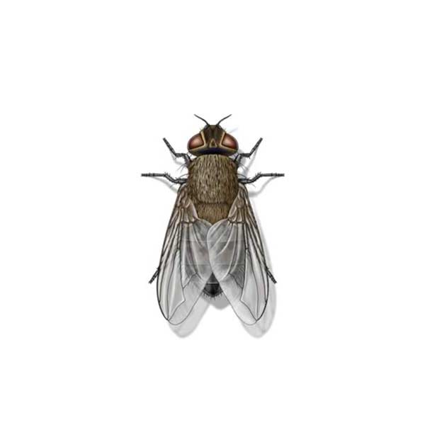 Cluster Fly up close white background