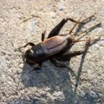 A black cricket on a concrete slab outdoors. Crickets in Texas can be handled with pest control services from Bug Out