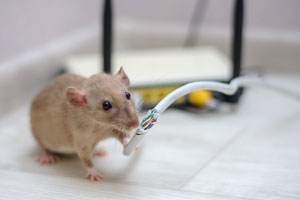 Bug Out rodent extermination services in Lubbock Texas