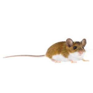 Deer Mouse up close white background