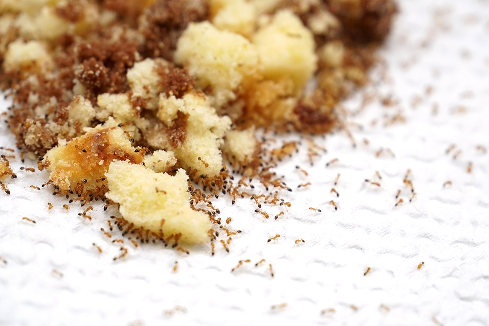 A group of small ants eating a large amount of cake crumbs.