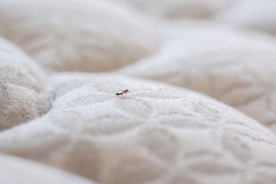 Bed bug on mattress