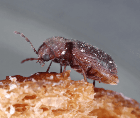 Macro closeup of a Drugstore crawling across a grain based food.