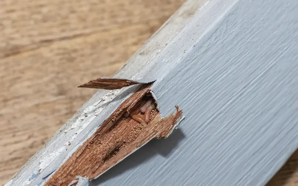 Termites hiding within wooden plank causing termite damage.