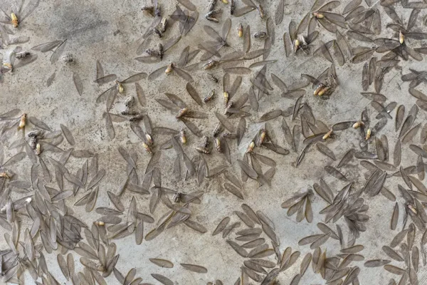 Termite swarm on the concrete floor of a basement.
