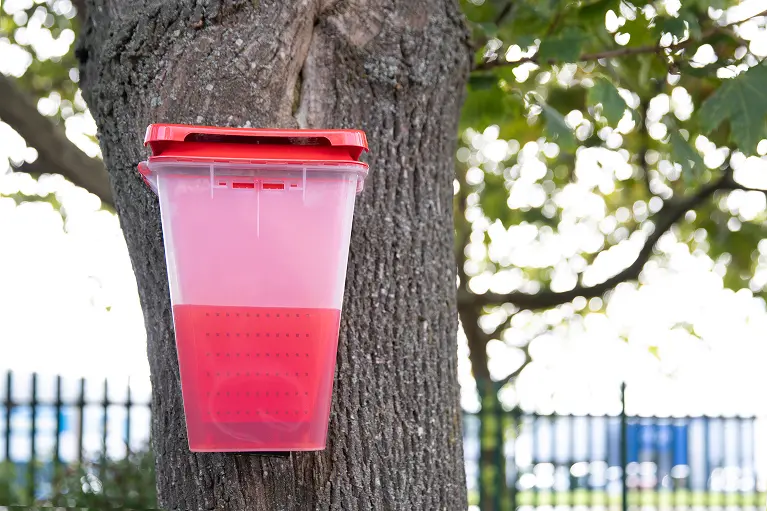 EcoCatch Flies in your area