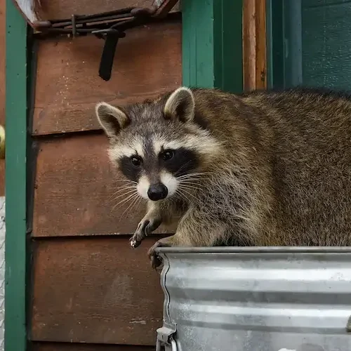 Raccoon sitting on a trash can.