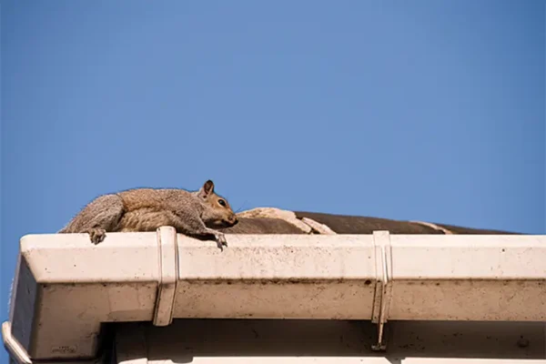 Squirrel sitting on top of a gutter