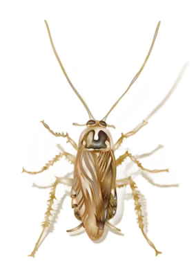 An example of a field cockroach from Bug Out